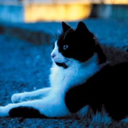 アスラン･パーチャシ